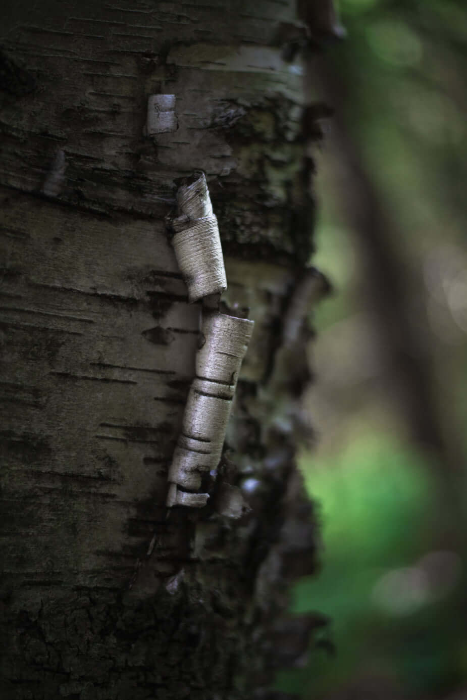 Entdecke die zauberhafte Welt der Birke: Teelichthalter und Kerzenständer für dein gemütliches Zuhause! - WOODS - Holzmanufakur im Chiemgau